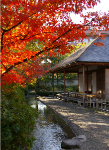 秋11月の遣水